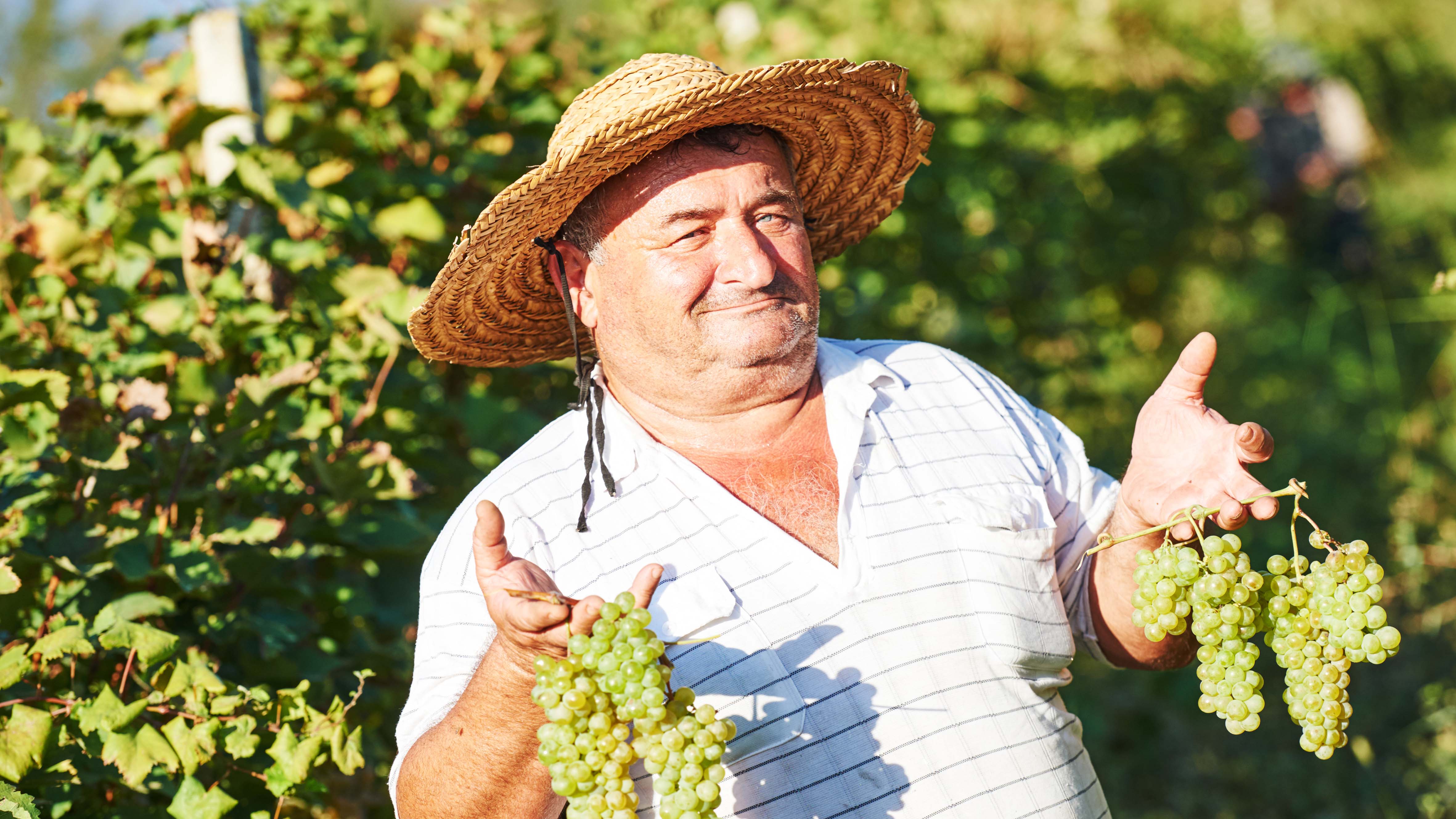 Mndag 22. september  Den eldgamle vinen  og bordtradisjon i vinregionen Kakheti og kulturbyen Sighnaghi